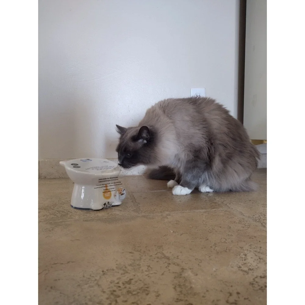 Nice Paws‎ Ceramic Tilted And Elevated Kitty Cat Food Bowl White Kitties/ Adults